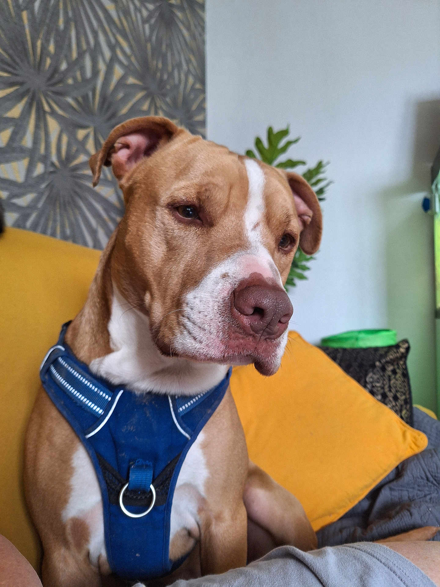 Tino