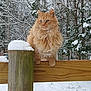 animal, cat, cold, feline, fluffy, forest, fur, nature, orange_cat, outdoor, pet, quiet, scenery, snow, snowy, trees, wildlife, winter, wood, wooden_fence