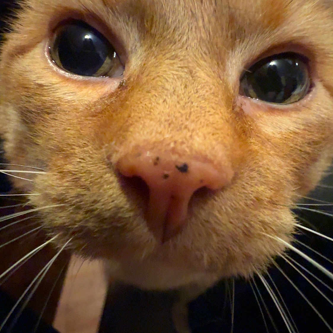 Garfield is registered to the contest to win money with this photo: animal, cat, close_range, close_up, curious, cute, domestic_cat, eyes, face, feline, focus, fur, indoor, macro, muzzle, nose, orange_cat, pet, portrait, whiskers