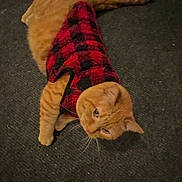 Garfield is registered to the contest to win money with this photo: animal, carpet, cat, cozy, curious, cute, domestic_cat, feline, four_legs, fur, indoor, orange_tabby, pet, plaid, red_and_black, resting, soft_texture, sweater, tail, whiskers