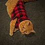 animal, carpet, cat, cozy, curious, cute, domestic_cat, feline, four_legs, fur, indoor, orange_tabby, pet, plaid, red_and_black, resting, soft_texture, sweater, tail, whiskers