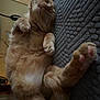 Garfield is registered to the contest to win money with this photo: animal, blanket, cat, cozy, cute, feline, fur, ginger_cat, home, indoor, lying_down, mammal, paw, pet, relaxed, resting, sleepy, soft, tabby, whiskers