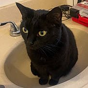 Ally joined the competition — help win amazing prizes! animal, bathroom, black_cat, cat, close_up, countertop, curious, domestic_cat, ears, faucet, feline, fur, household, indoor, pet, sink, sitting, toiletries, whiskers, yellow_eyes