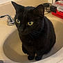 animal, bathroom, black_cat, cat, close_up, countertop, curious, domestic_cat, ears, faucet, feline, fur, household, indoor, pet, sink, sitting, toiletries, whiskers, yellow_eyes