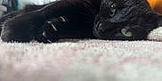 Ally is registered to the contest to win money with this photo: animal, black_cat, carpet, cat, claws, close_up, cute, domestic_cat, feline, fur, green_eyes, indoor, lying_down, mammal, paw, pet, relaxed, resting, soft_texture, whiskers