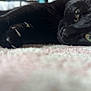 animal, black_cat, carpet, cat, claws, close_up, cute, domestic_cat, feline, fur, green_eyes, indoor, lying_down, mammal, paw, pet, relaxed, resting, soft_texture, whiskers