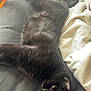 Ally is registered to the contest to win money with this photo: animal, black_cat, blanket, cat, comfort, cozy, cute, domestic_animal, feline, fur, home, indoor, laying_down, lazy, pet, relaxing, resting, sleeping, soft_texture, whiskers