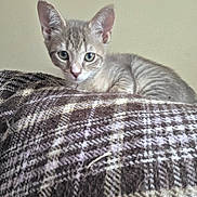 Lily joined the competition — help win amazing prizes! kitten, cat, tabby, pet, feline, blanket, plaid, cozy, portrait, whiskers, ears, green_eyes, fur, indoor, resting, looking_at_camera, young, small, home, cute