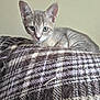 kitten, cat, tabby, pet, feline, blanket, plaid, cozy, portrait, whiskers, ears, green_eyes, fur, indoor, resting, looking_at_camera, young, small, home, cute
