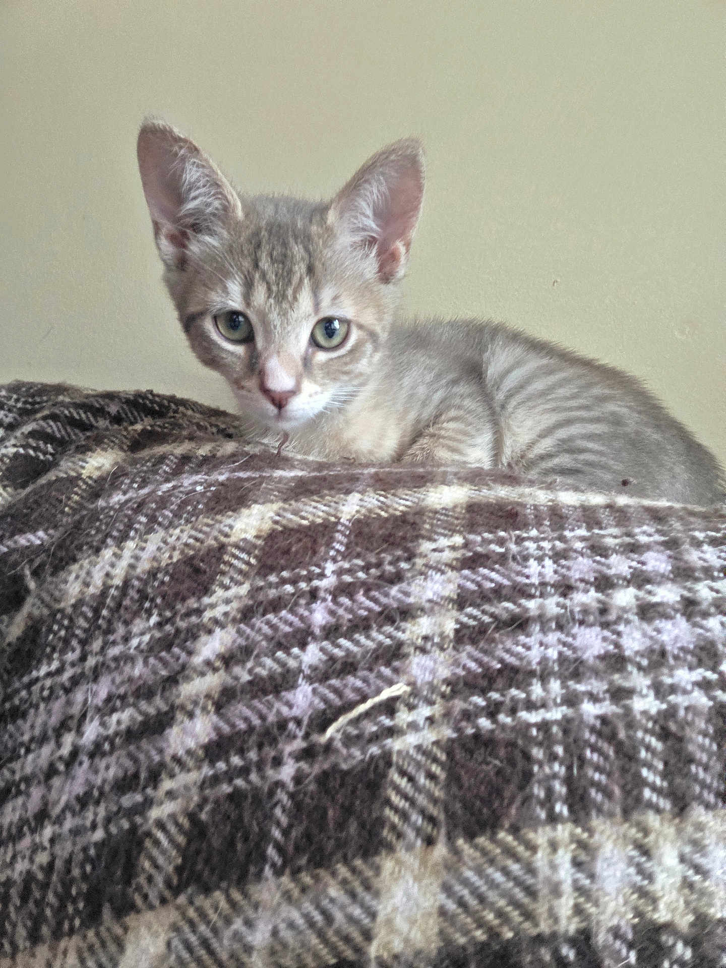 Lily joined the competition — help win amazing prizes! kitten, cat, tabby, pet, feline, blanket, plaid, cozy, portrait, whiskers, ears, green_eyes, fur, indoor, resting, looking_at_camera, young, small, home, cute