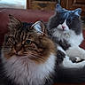 animal_portrait, brown_tabby, cat, closeup, companion, couch, cute, domestic_cat, feline, fluffy, fur, gray_white, home, indoor, pet, relaxed, sitting, soft_light, two_animals, whiskers