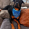 alert, animal, bandana, black, blanket, blue, brown, canine, comfortable, couch, cozy, dog, domestic, fur, indoor, lying_down, pet, pillows, portrait, rottweiler
