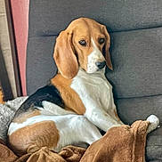 Appy participe au concours pour gagner de l'argent avec cette photo : dog, beagle, pet, animal, floppy_ears, brown_and_white, sitting, couch, blanket, stuffed_toy, indoors, home, portrait, close_up, relaxed, alert, brown_fur, white_chest, fabric, furniture