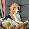 dog, beagle, pet, animal, floppy_ears, brown_and_white, sitting, couch, blanket, stuffed_toy, indoors, home, portrait, close_up, relaxed, alert, brown_fur, white_chest, fabric, furniture