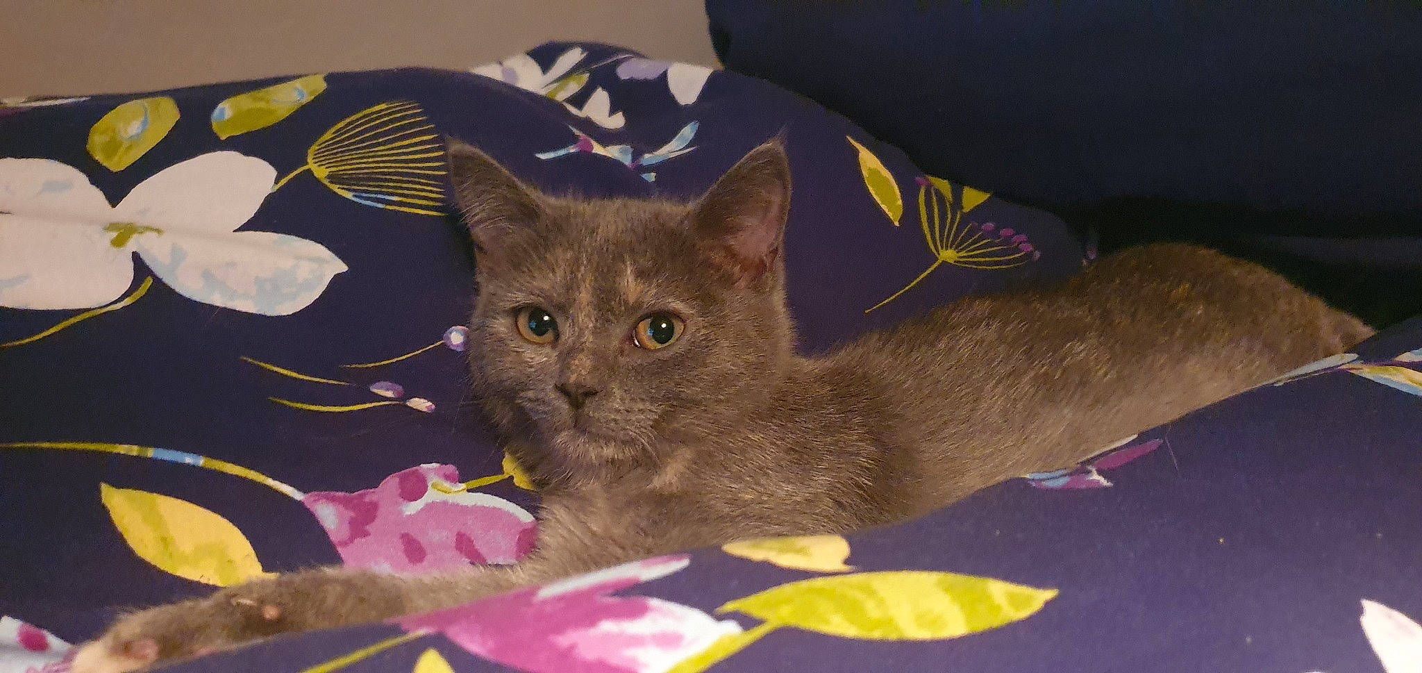 Pearl participe au concours pour gagner de l'argent avec cette photo : asian, australian_mist, british_shorthair, burmese, carnivore, cat, chartreux, domestic_short_haired_cat, european_shorthair, fawn, felidae, german_rex, kitten, korat, mammal, nebelung, russian_blue, small_to_medium_sized_cats, vertebrate, whiskers