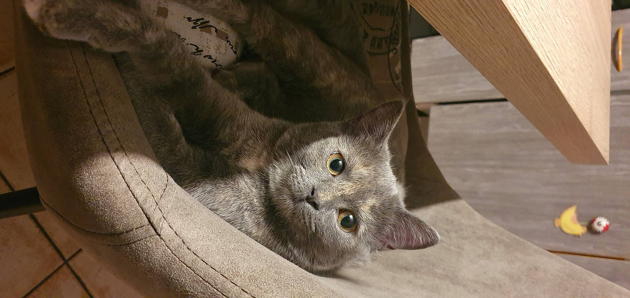 Pearl a rejoint le concours — aidez-le/la à gagner de superbes lots ! british_semi_longhair, british_shorthair, carnivore, cat, chartreux, domestic_short_haired_cat, fawn, felidae, korat, mammal, nebelung, russian_blue, small_to_medium_sized_cats, snout, vertebrate, whiskers, wood