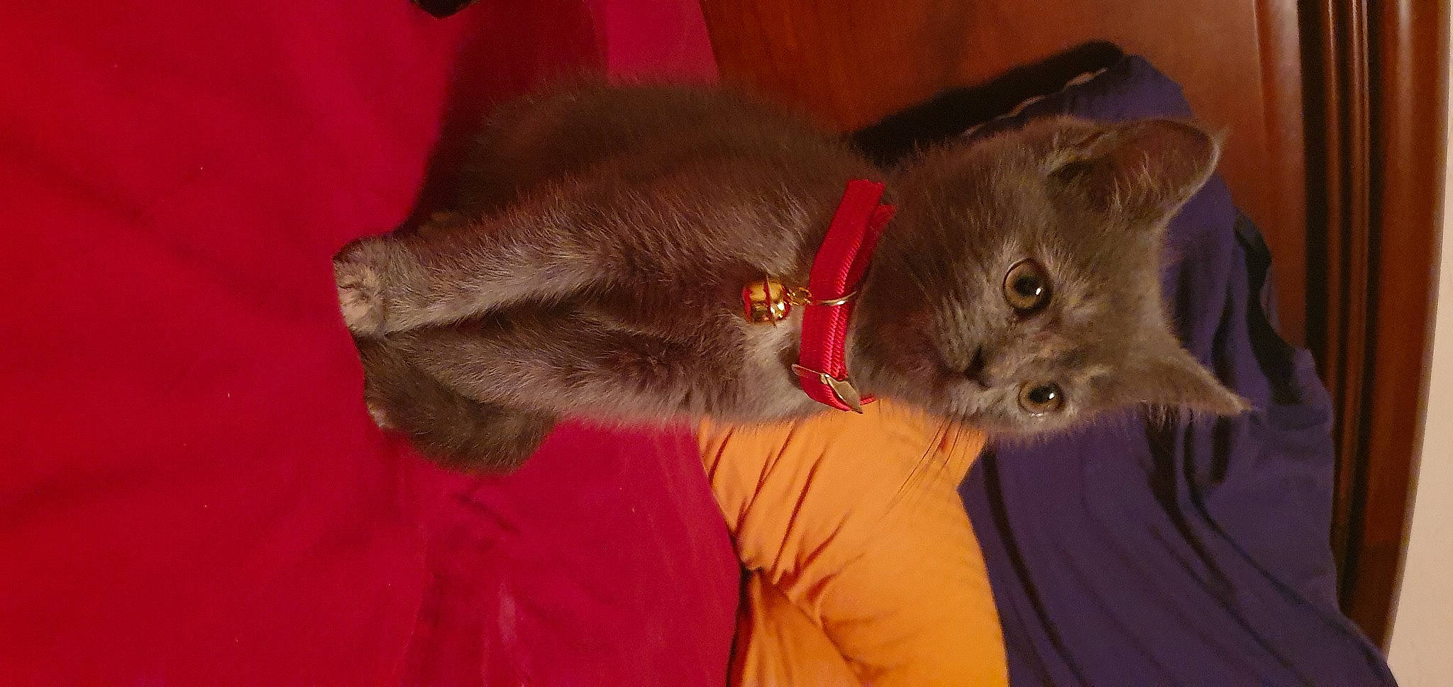 Pearl a rejoint le concours — aidez-le/la à gagner de superbes lots ! asian, british_shorthair, carnivore, cat, chartreux, domestic_short_haired_cat, ear, fawn, felidae, fur, kitten, korat, mammal, nebelung, russian_blue, small_to_medium_sized_cats, snout, tail, whiskers