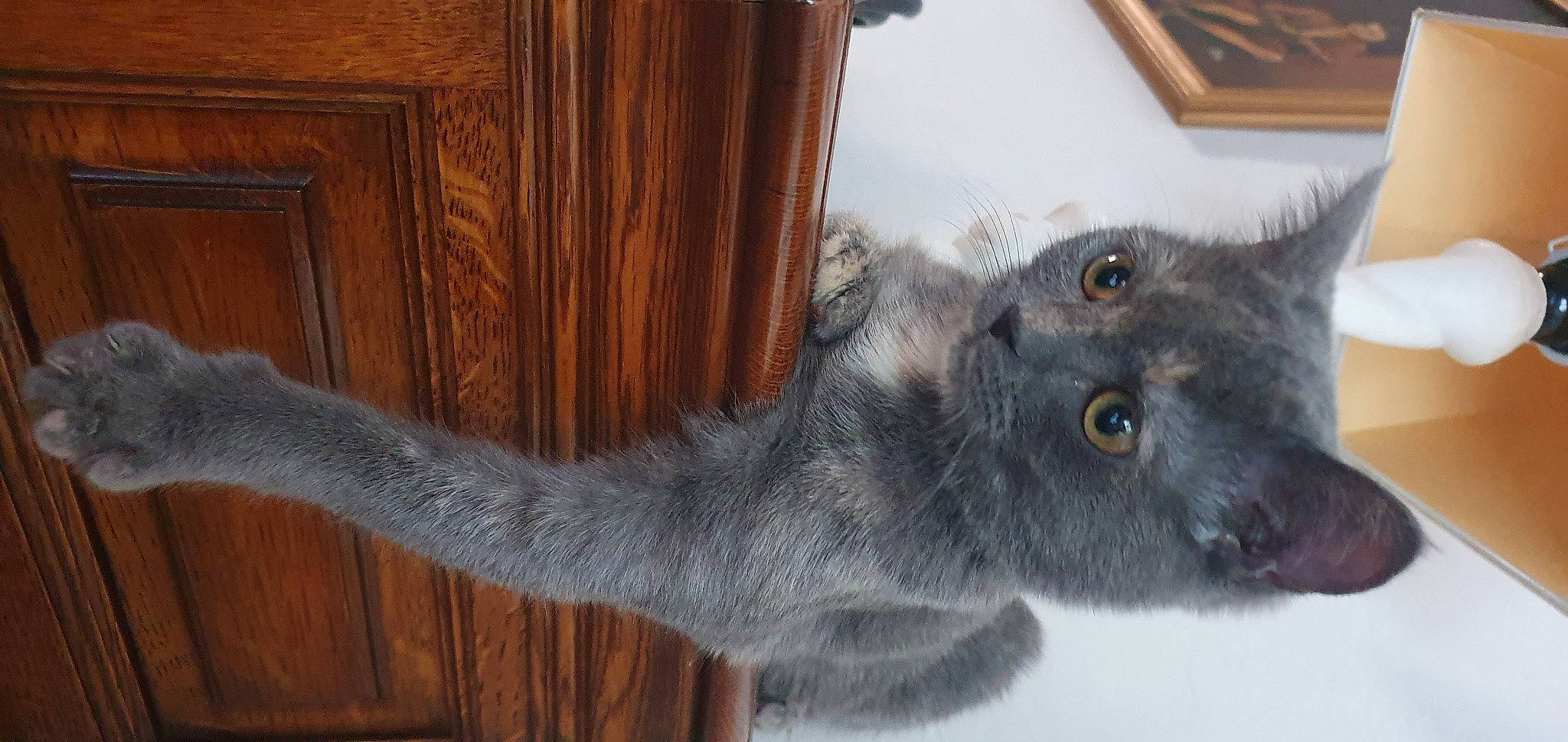 Pearl a rejoint le concours — aidez-le/la à gagner de superbes lots ! british_longhair, british_shorthair, carnivore, cat, chartreux, felidae, koala, korat, mammal, nebelung, russian_blue, small_to_medium_sized_cats, tail, whiskers