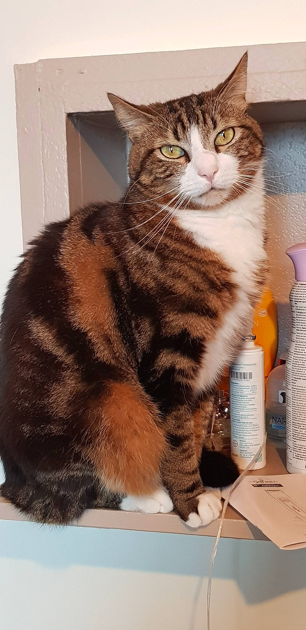 Zlatan participe au concours pour gagner de l'argent avec cette photo : aegean_cat, american_bobtail, american_shorthair, american_wirehair, asian, british_semi_longhair, carnivore, cat, cymric, domestic_short_haired_cat, dragon_li, european_shorthair, fawn, felidae, kurilian_bobtail, mammal, polydactyl_cat, small_to_medium_sized_cats, tabby_cat, whiskers