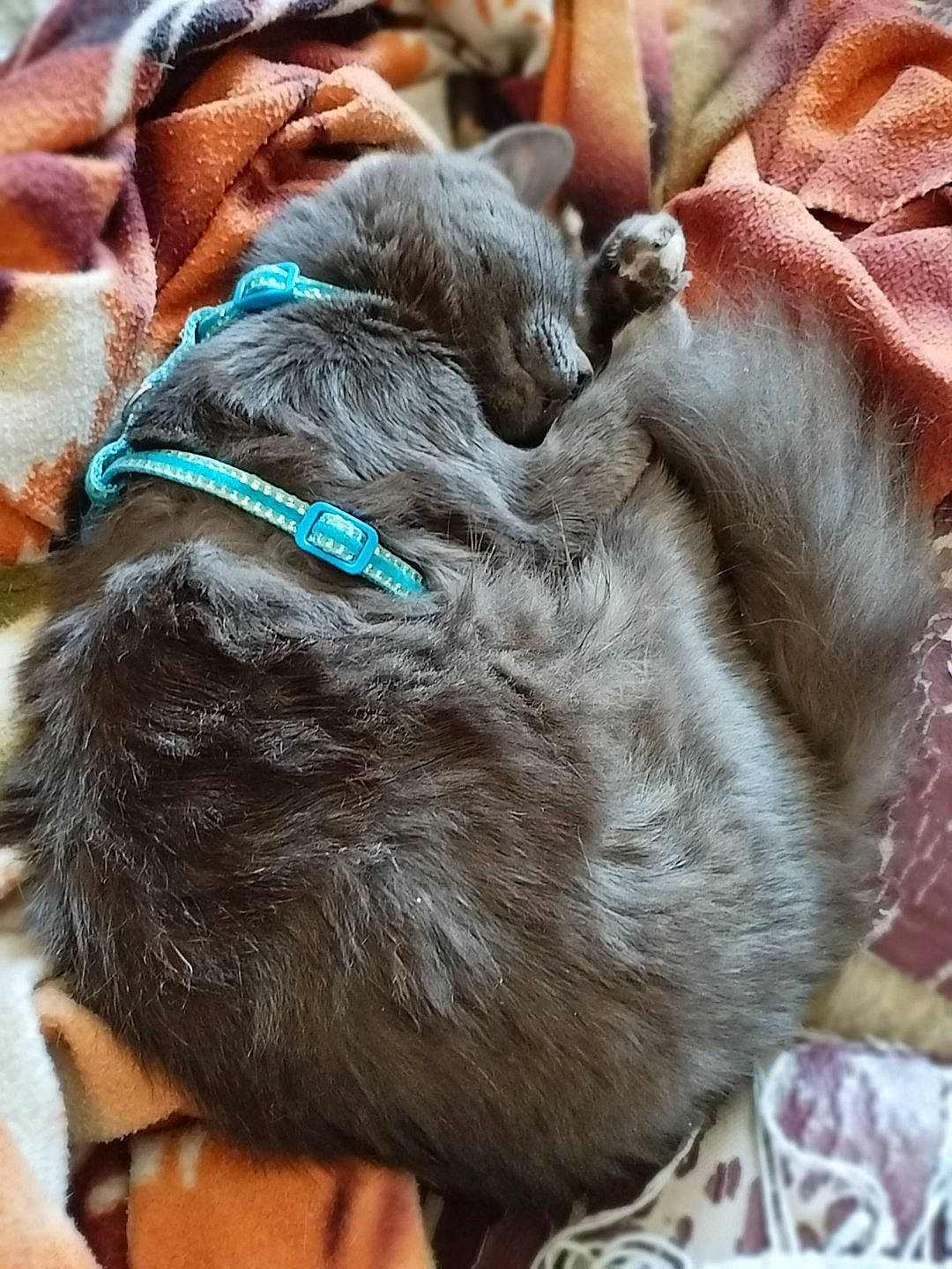 Iron participe au concours pour gagner de l'argent avec cette photo : canidae, carnivore, claw, collar, comfort, companion_dog, dog, dog_breed, dog_collar, fawn, felidae, fur, liver, nap, small_to_medium_sized_cats, snout, sporting_group, whiskers, working_animal, wrinkle