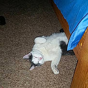 Buzz is registered to the contest to win money with this photo: