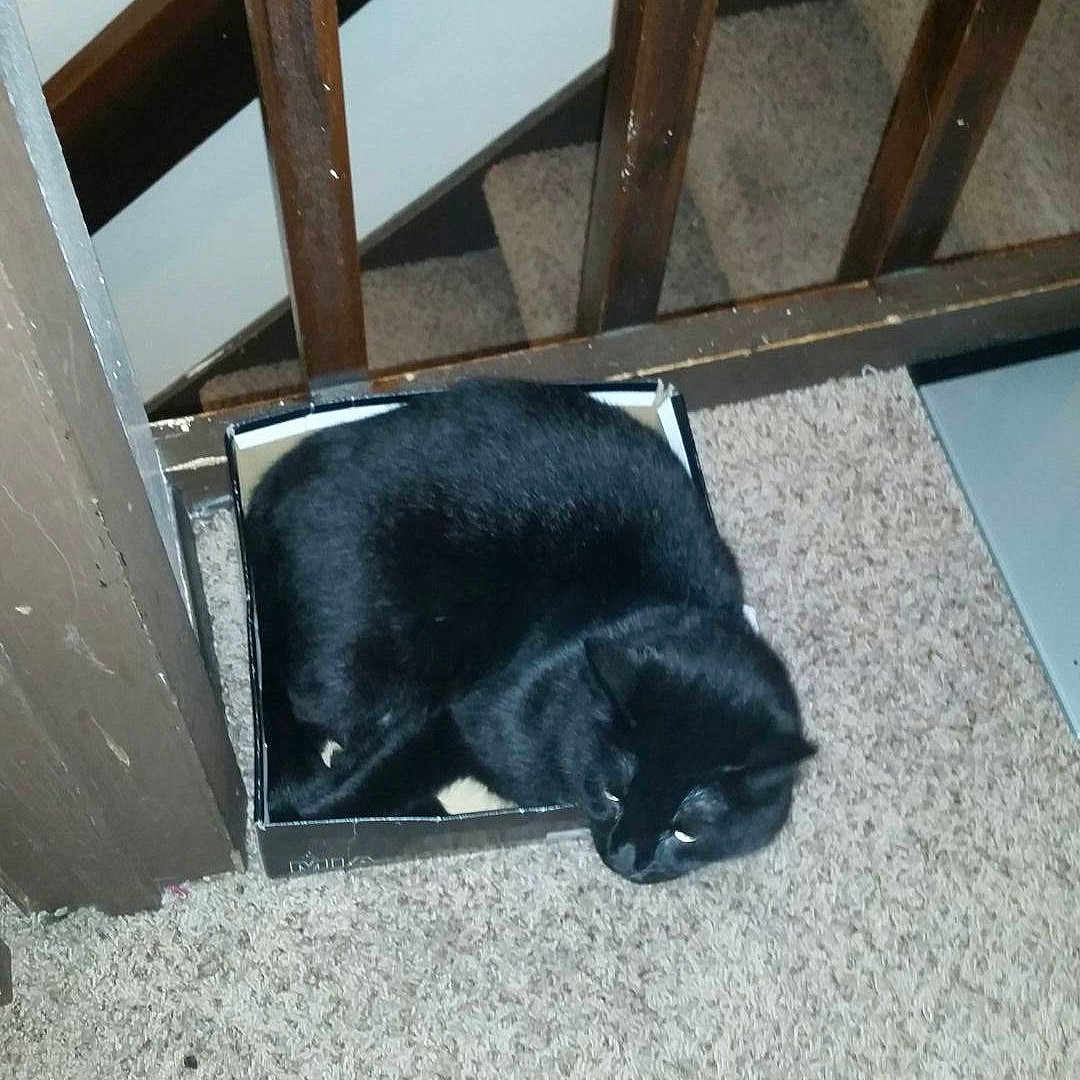 Oreo