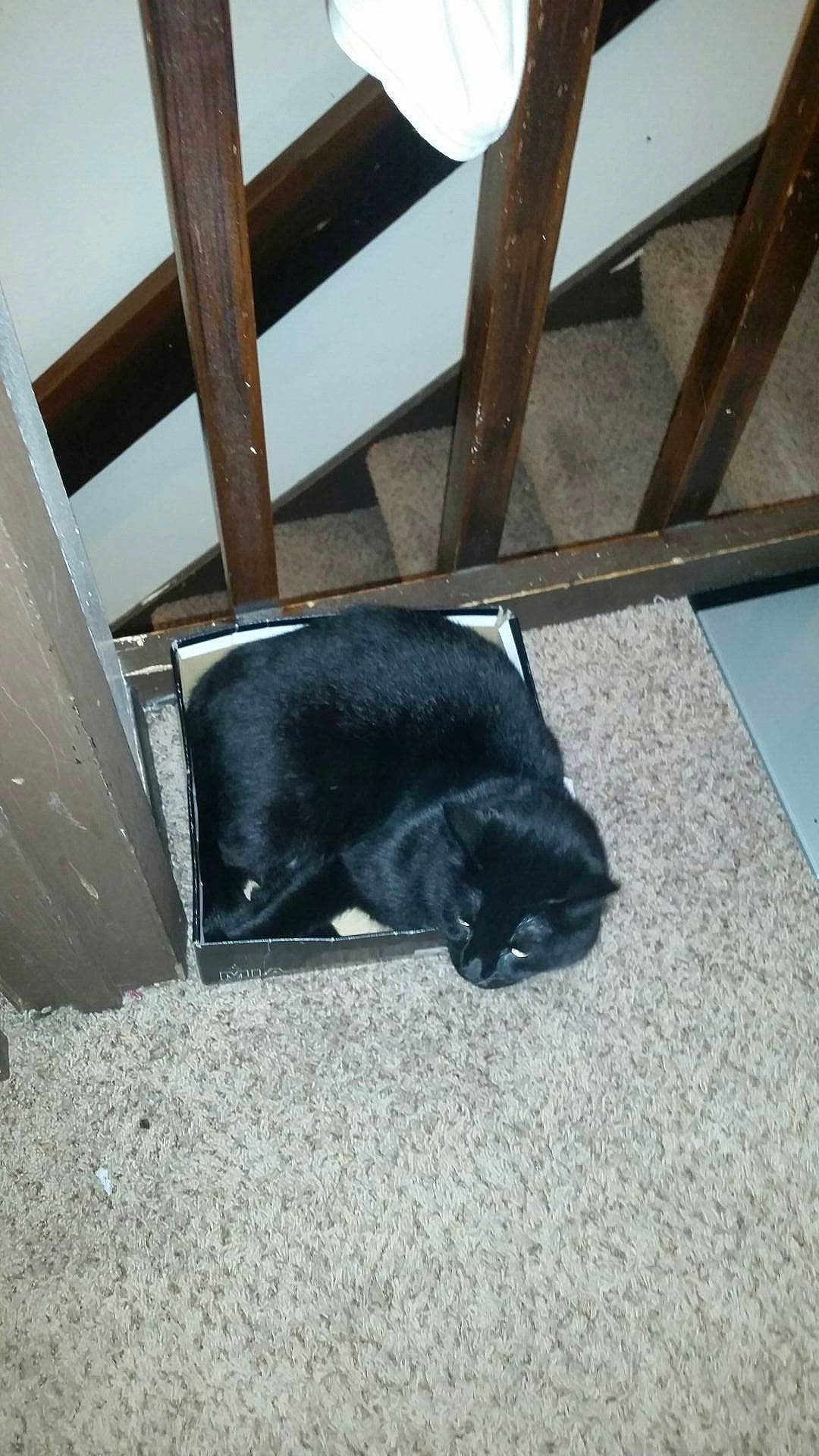 Oreo