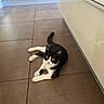 Bouh participe au concours pour gagner de l'argent avec cette photo : cat, black_and_white, kitten, floor, tile_floor, indoor, home, kitchen, cabinet, curious, pet, animal, feline, resting, laying_down, whiskers, paws, tail, young_cat, cute