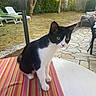 Bouh participe au concours pour gagner de l'argent avec cette photo : cat, black_and_white, striped_tablecloth, outdoor, garden, grass, trees, patio, table, chair, sunlight, curious, pet, animal, feline, white_paws, yellow_eyes, relaxed, nature, daylight