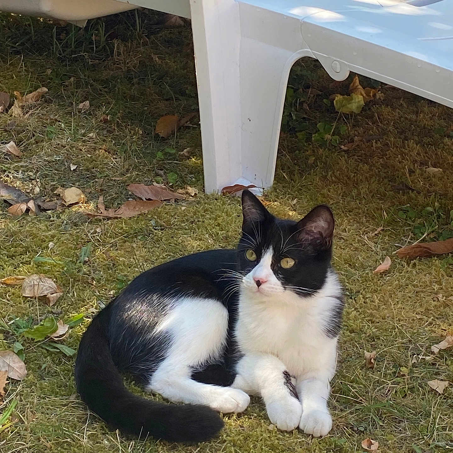 Bouh a rejoint le concours — aidez-le/la à gagner de superbes lots ! cat, black_and_white, moss, grass, outdoor, sunlight, plastic_chair, animal, pet, feline, resting, nature, leaf, curious, whiskers, paw, relaxed, daylight, ground, shadow