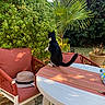 cat, outdoor, garden, table, chair, hat, greenery, plants, foliage, striped_table_runner, sunlight, pet, black_and_white_cat, cushion, potted_plant, nature, daylight, relaxation, backyard, curious