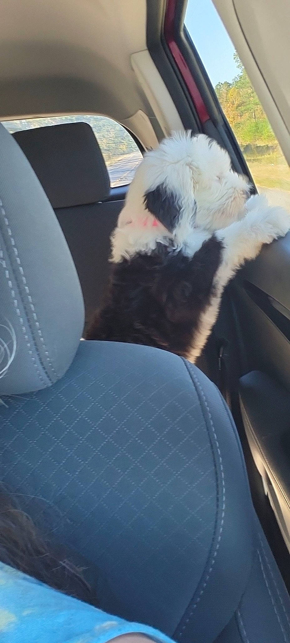 Georgia is registered to the contest to win money with this photo: auto_part, automotive_design, automotive_exterior, car, car_seat, car_seat_cover, carnivore, comfort, companion_dog, dog_breed, family_car, head_restraint, motor_vehicle, personal_luxury_car, steering_part, steering_wheel, tints_and_shades, vehicle, vehicle_door, window