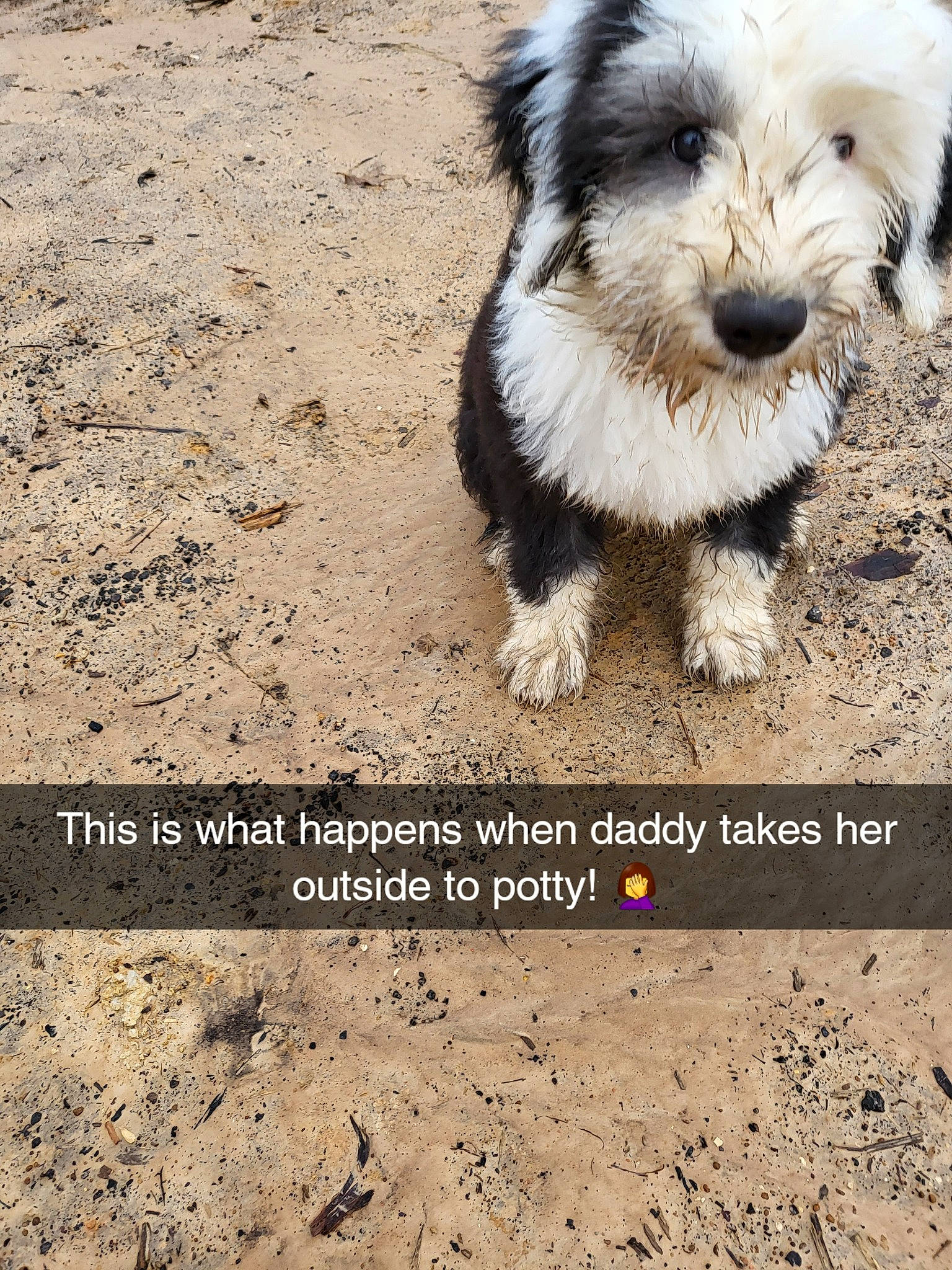 Georgia joined the competition — help win amazing prizes! adaptation, canidae, carnivore, companion_dog, dog, dog_breed, font, landscape, mal_shi, photo_caption, puppy_love, small_terrier, snout, soil, sporting_group, stock_photography, terrestrial_animal, terrier, toy_dog, working_animal