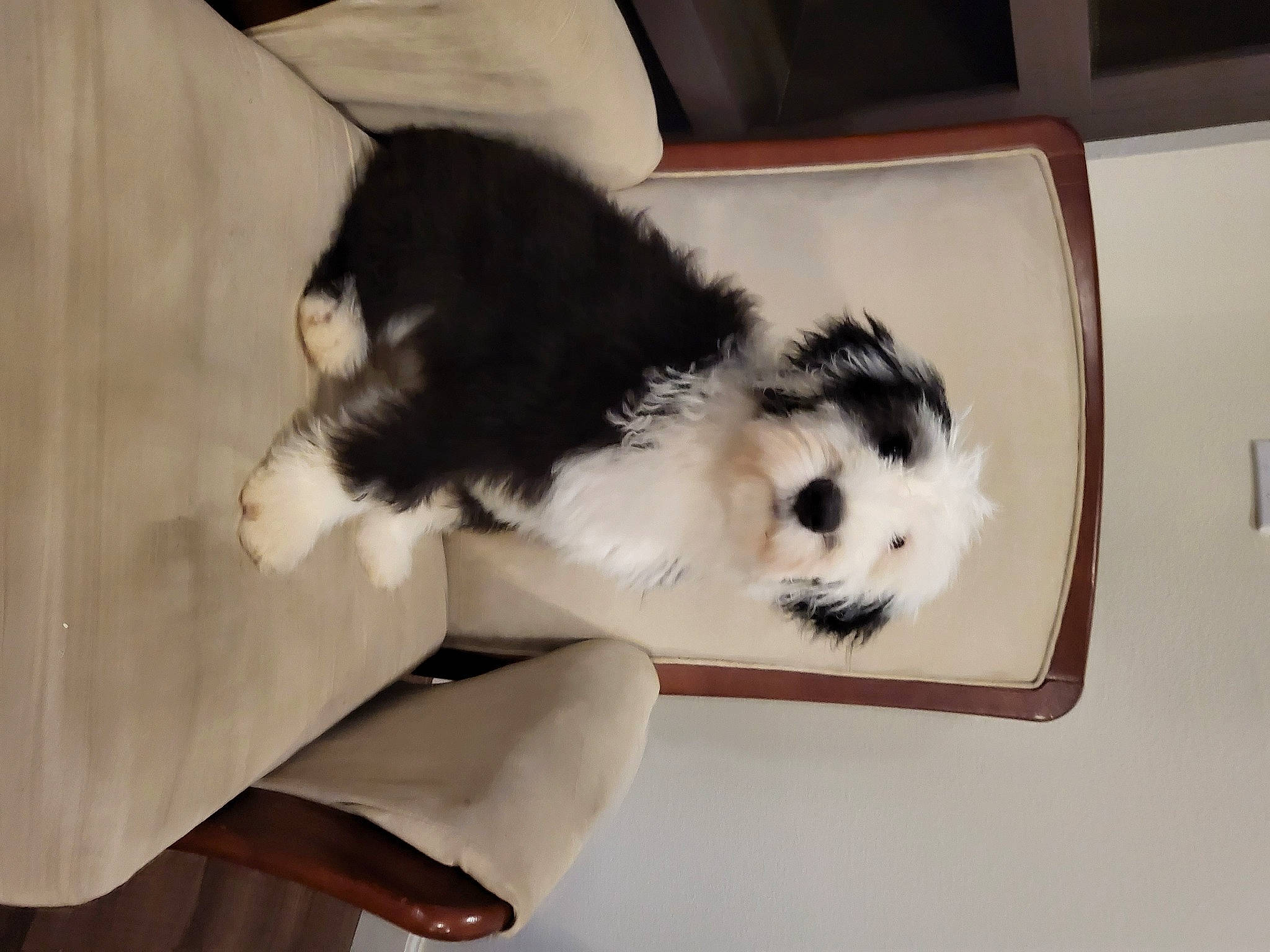 Georgia is registered to the contest to win money with this photo: ball, canidae, carnivore, cat, comfort, companion_dog, dog_breed, domestic_short_haired_cat, felidae, fur, human_leg, mammal, small_to_medium_sized_cats, snout, sporting_group, tail, terrestrial_animal, toy, vertebrate, whiskers