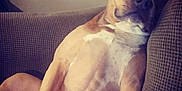 Bella Marie is registered to the contest to win money with this photo: animal, brown, canine, closeup, comfort, companion, couch, dog, domestic, fur, home, indoor, lounge, mammal, pet, portrait, relaxed, resting, seat, white