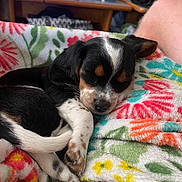 Silvia Lynn is registered to the contest to win money with this photo: puppy, dog, sleeping, blanket, floral_pattern, cozy, indoor, cute, pet, relaxing, fur, paw, resting, colorful, soft_texture, animal, young, companion, domestic, closeup