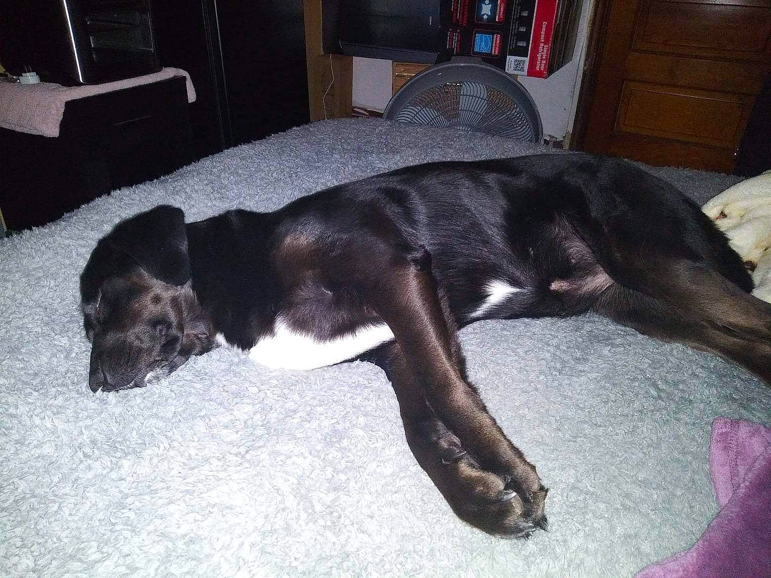 Bear Bear joined the competition — help win amazing prizes! bookcase, borador, canidae, carnivore, comfort, companion_dog, dog, dog_breed, fawn, flooring, fur, guard_dog, hardwood, liver, shelf, sporting_group, tail, terrestrial_animal, wood, working_animal