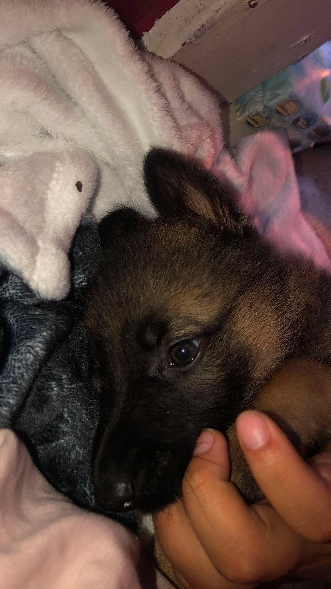 Xena joined the competition — help win amazing prizes! canidae, carnivore, comfort, companion_dog, dog, dog_breed, ear, fawn, finger, fur, gesture, nail, paw, puppy, puppy_love, snout, sporting_group, toy_dog, whiskers, working_animal