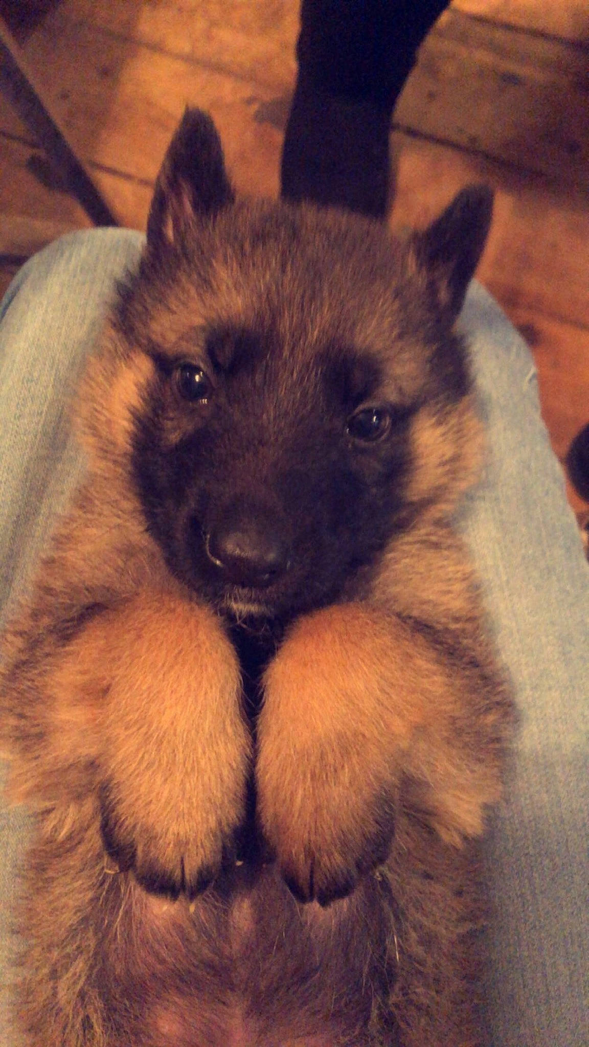 Xena joined the competition — help win amazing prizes! canidae, carnivore, companion_dog, dog, dog_breed, fawn, fur, old_german_shepherd_dog, paw, snout, sporting_group, terrestrial_animal, whiskers, wildlife, working_animal, working_dog