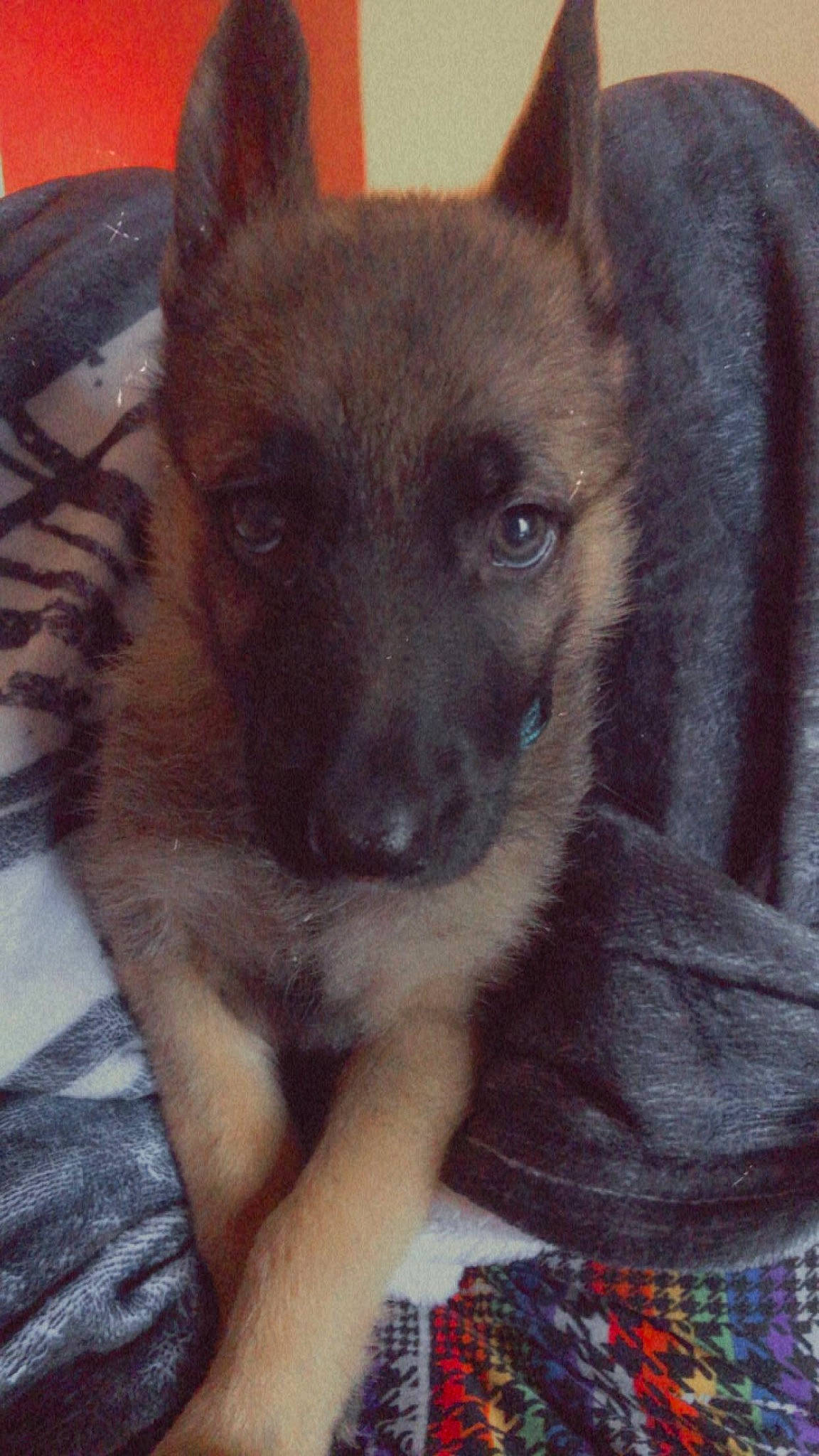 Xena joined the competition — help win amazing prizes! canidae, carnivore, companion_dog, dog, dog_breed, fawn, fur, german_shepherd_dog, non_sporting_group, old_german_shepherd_dog, pattern, plaid, snout, sporting_group, tartan, terrestrial_animal, toy_dog, whiskers, working_animal, working_dog