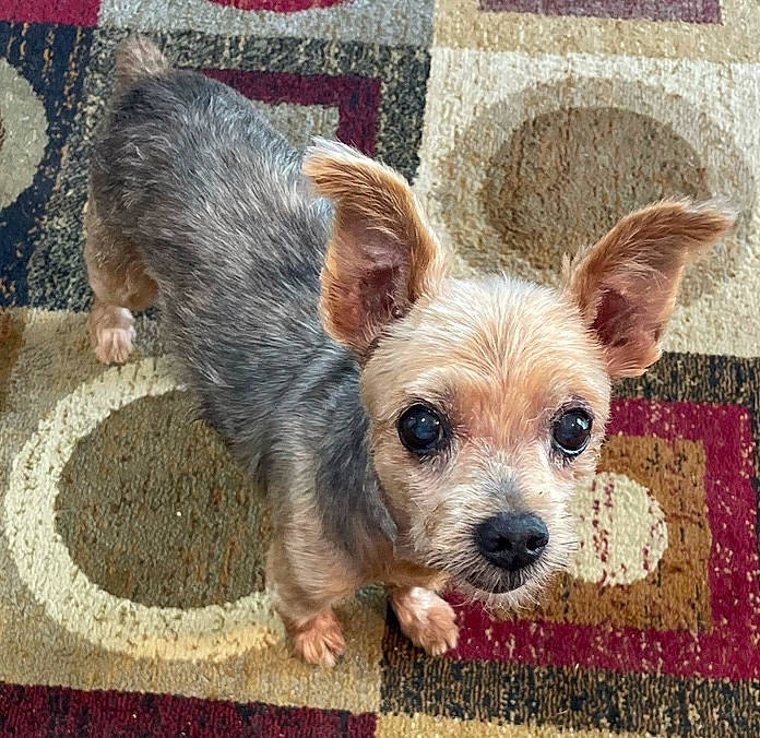 Pattinson is registered to the contest to win money with this photo: canidae, carnivore, companion_dog, dog, dog_breed, dog_supply, ear, fawn, fur, non_sporting_group, plant, small_terrier, snout, sporting_group, terrestrial_animal, terrier, texas_heeler, toy_dog, whiskers, working_animal