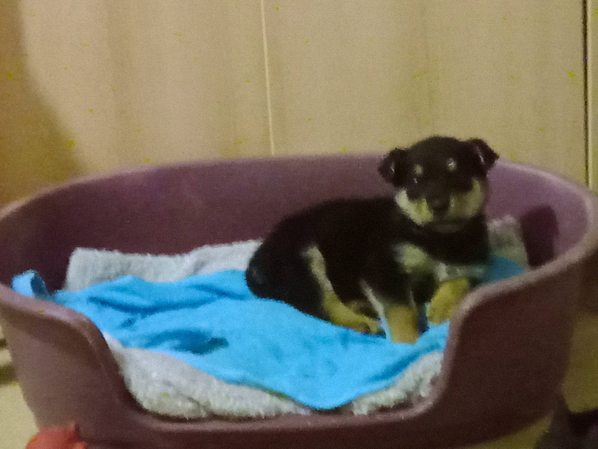 Tayla participe au concours pour gagner de l'argent avec cette photo : canidae, carnivore, cat_supply, comfort, companion_dog, dog, dog_bed, dog_breed, dog_supply, fawn, felidae, fur, paw, pet_supply, puppy, sporting_group, tail, terrestrial_animal, toy_dog, working_animal