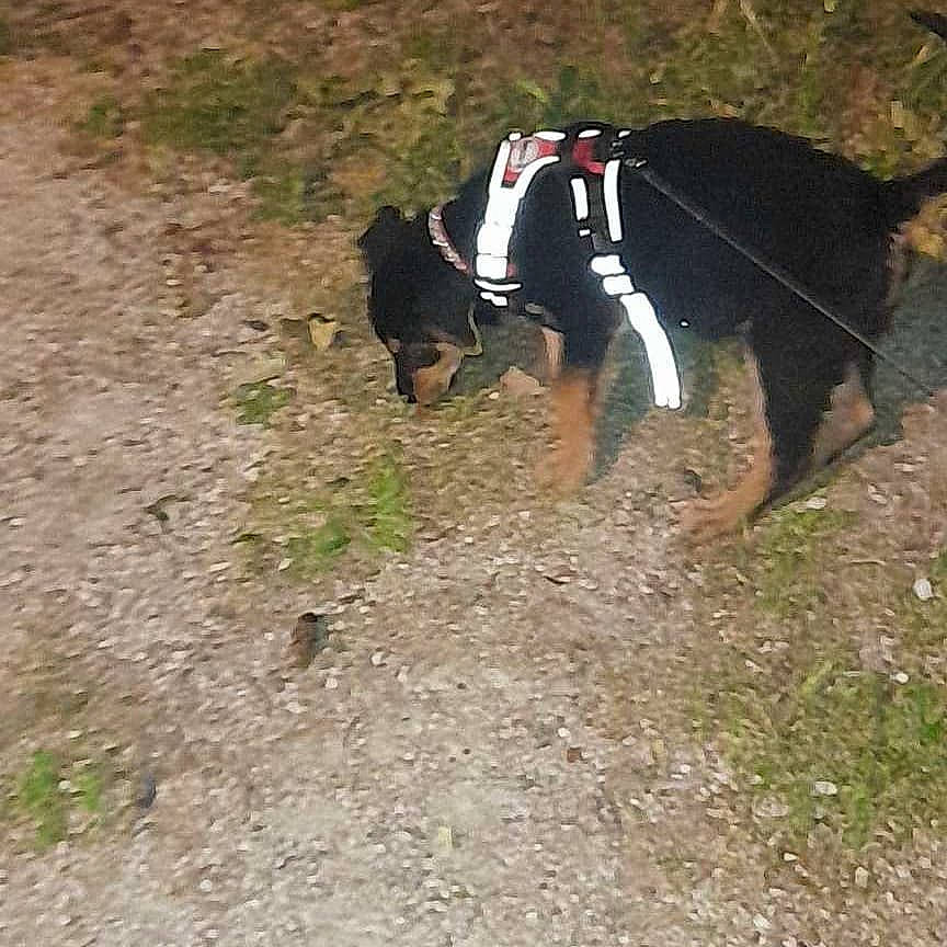 Tayla participe au concours pour gagner de l'argent avec cette photo : bridle, canidae, carnivore, dog_breed, fawn, grass, horse, horse_tack, landscape, livestock, pack_animal, plant, recreation, rein, snout, soil, sporting_group, tail, terrestrial_animal, working_animal