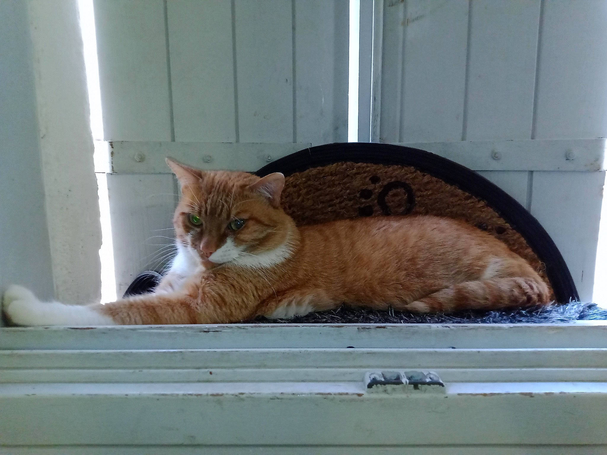 Tigrou a rejoint le concours — aidez-le/la à gagner de superbes lots ! carnivore, cat, cat_furniture, cat_supply, claw, comfort, domestic_short_haired_cat, fawn, felidae, fur, paw, pet_supply, sitting, small_to_medium_sized_cats, snout, tail, vertebrate, whiskers, window, wood