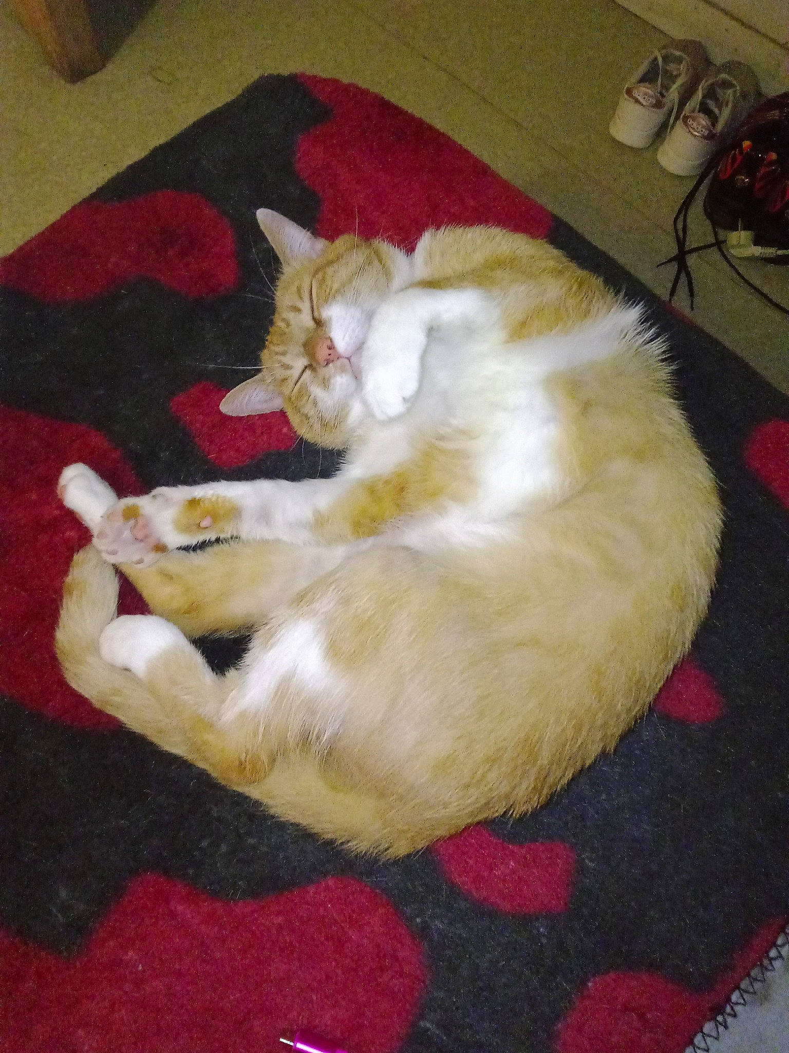 Tigrou a rejoint le concours — aidez-le/la à gagner de superbes lots ! carnivore, carpet, cat, claw, comfort, domestic_short_haired_cat, fawn, felidae, flooring, foot, fur, hardwood, kitchen_appliance, lap, paw, room, rug, small_to_medium_sized_cats, tail, whiskers