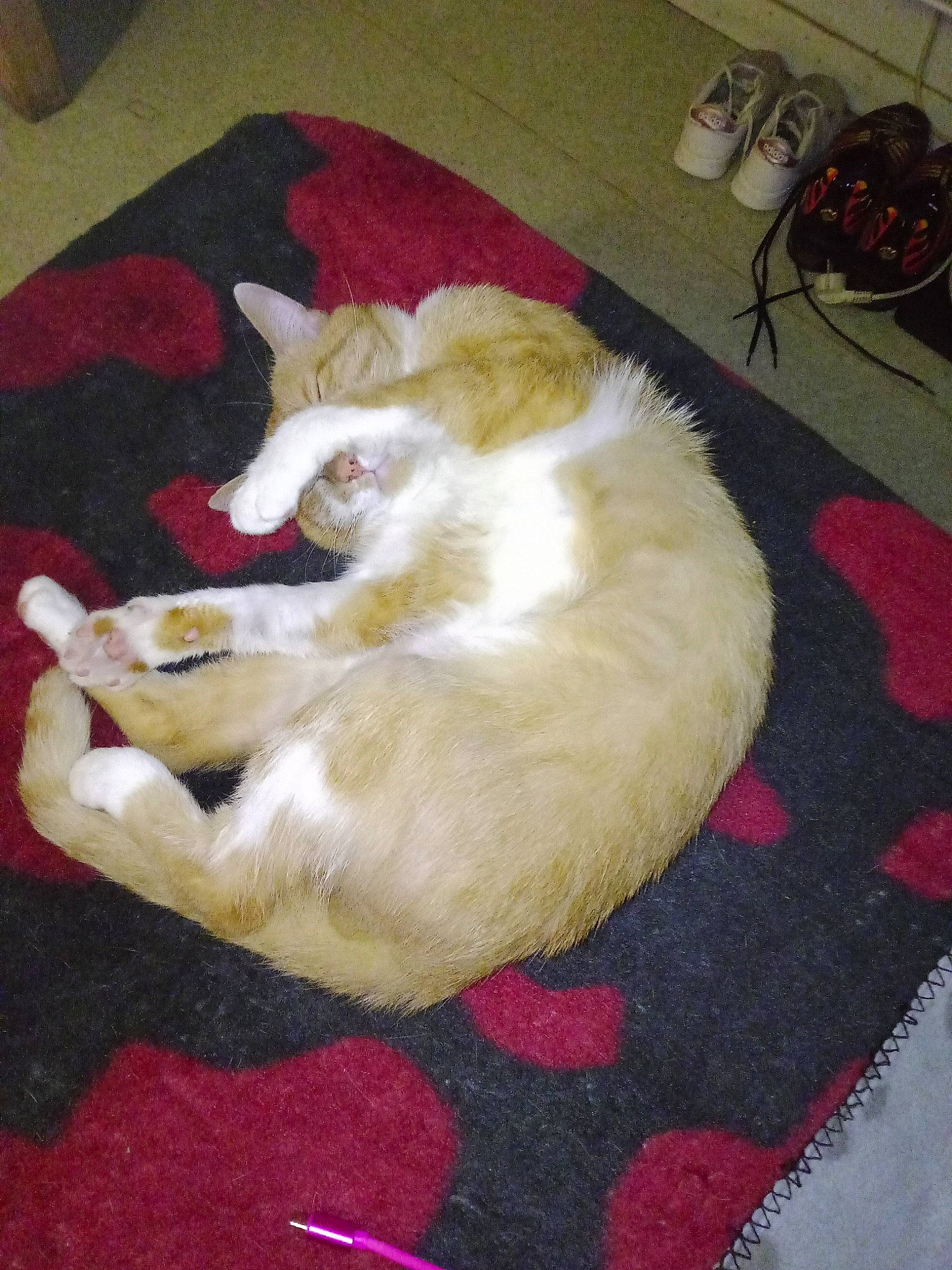 Tigrou a rejoint le concours — aidez-le/la à gagner de superbes lots ! canidae, carnivore, carpet, cat, comfort, companion_dog, dog_breed, fawn, felidae, flooring, fur, hardwood, kitchen_appliance, nap, paw, room, small_to_medium_sized_cats, sporting_group, tail, whiskers