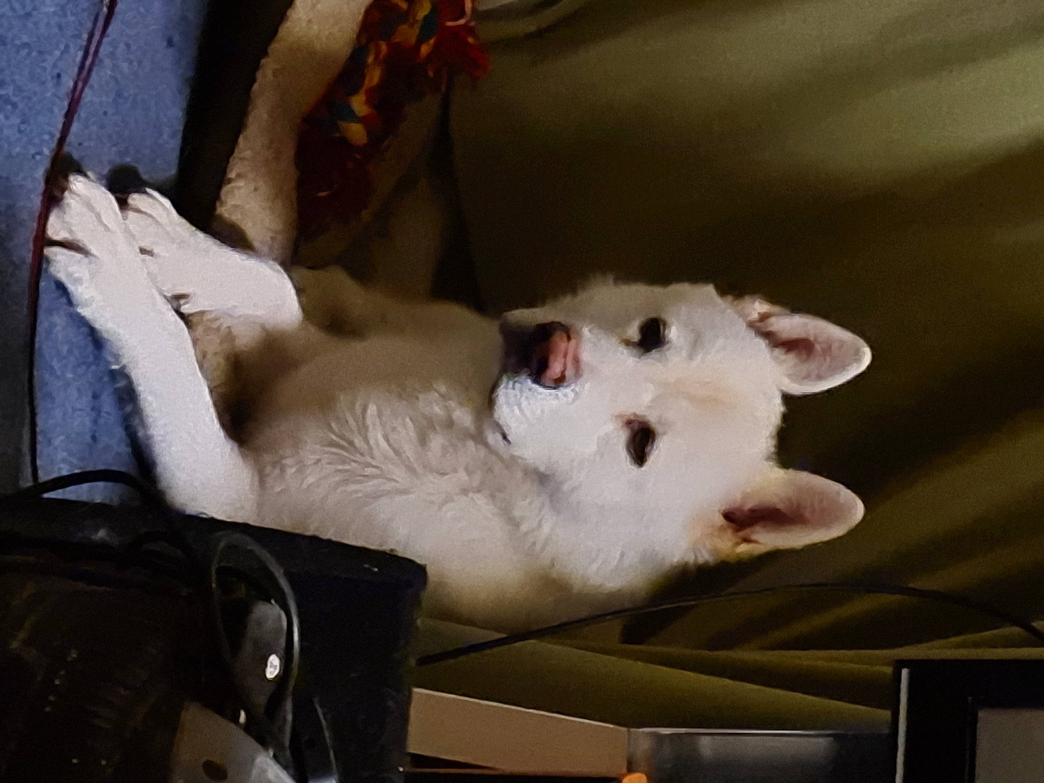 Bolt is registered to the contest to win money with this photo: carnivore, whiskers