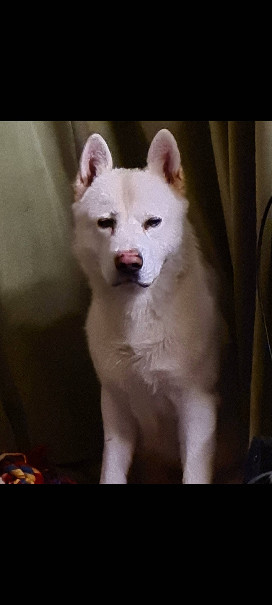 Bolt joined the competition — help win amazing prizes! akita, akita_inu, ancient_dog_breeds, canaan_dog, canidae, carnivore, dog, dog_breed, hokkaido, indian_spitz, kintamani, kishu, korean_jindo_dog, mammal, non_sporting_group, pungsan_dog, rare_breed_dog, shiba_inu, siberian_husky, vertebrate