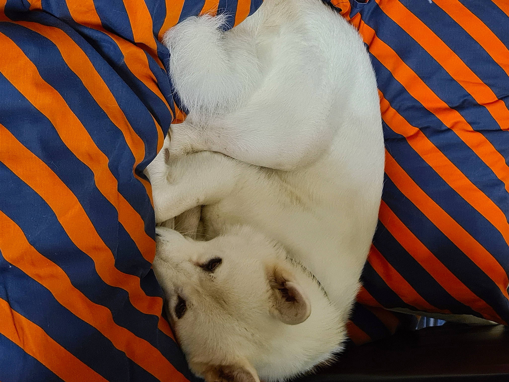 Bolt is registered to the contest to win money with this photo: canidae, carnivore, cat, felidae