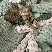 Hisoka is registered to the contest to win money with this photo: cat, tabby_cat, sleeping, stretching, blanket, soft_texture, green, pink, cozy, fur, resting, pet, indoor, comfort, relaxation, closeup, animal, cute, peaceful, nap